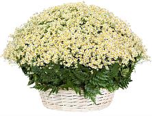 Цветочная композиция из Ромашки в корзине #REPLACE_PRED# Ленино
